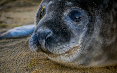 Best Places To See The Seals In Norfolk